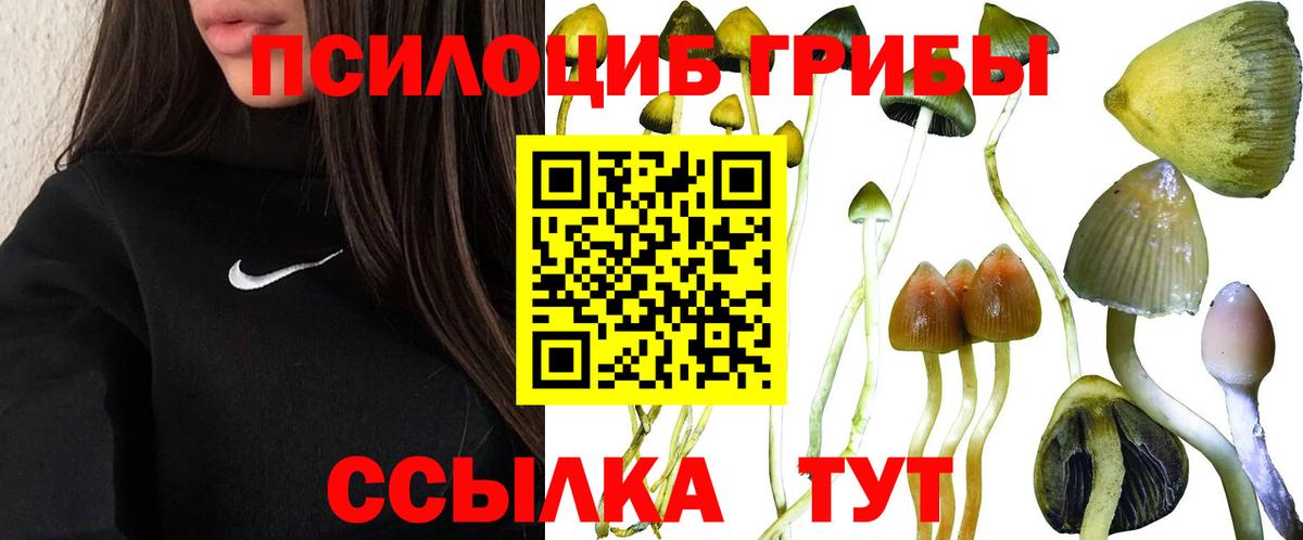 Псилоцибиновые грибы Cubensis  Псилоцибиновые грибы прущие грибы  Борзя  Вход с VPN 